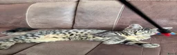 Mixed Breed cats for sale: Two Maine coon cross tabby kitten  - Advert 12