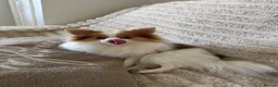 Pomeranian dogs for sale: Beautiful parti female - Advert 2
