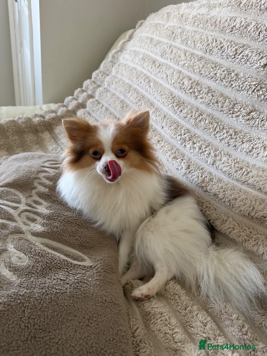 Pomeranian dogs for sale: Beautiful parti female - Advert 2
