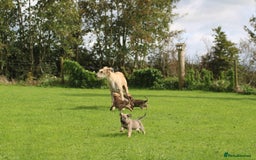Lurcher dogs for sale: Rough coated lurcher puppies  - Image 3