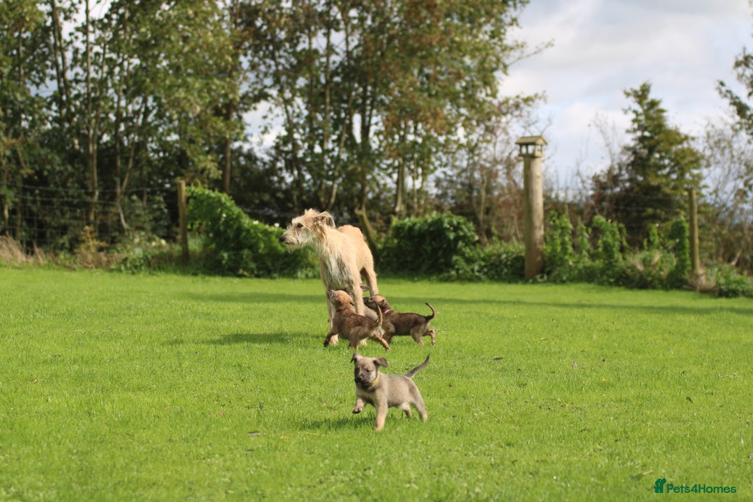 Lurcher dogs for sale: Rough coated lurcher puppies  - Image 3