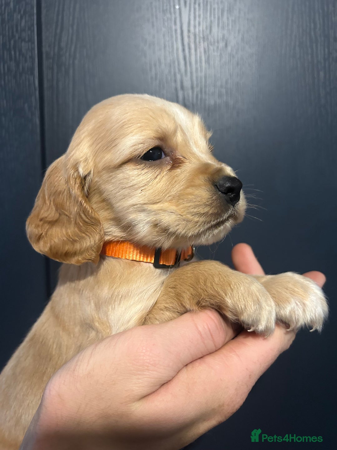 Cocker Spaniel dogs for sale: 3 Cocker Spaniel Puppies. 💙💙💙 - Advert 11