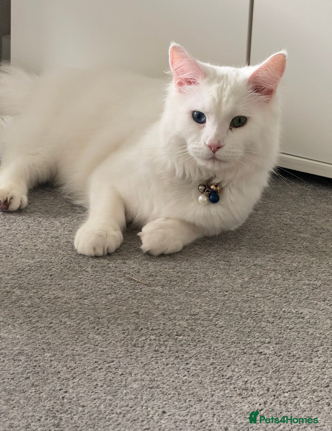 Maine Coon cats for sale: Boy Maine coon - Advert 1