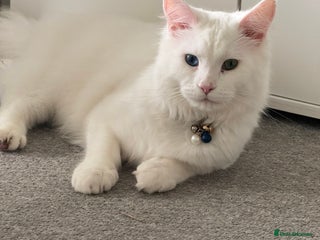 Maine Coon cats Boy Maine coon - Advert 1