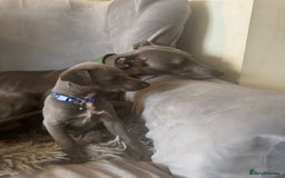 Whippet dogs for sale: Beautiful KC Reg Blue Whippet puppies - Image 30