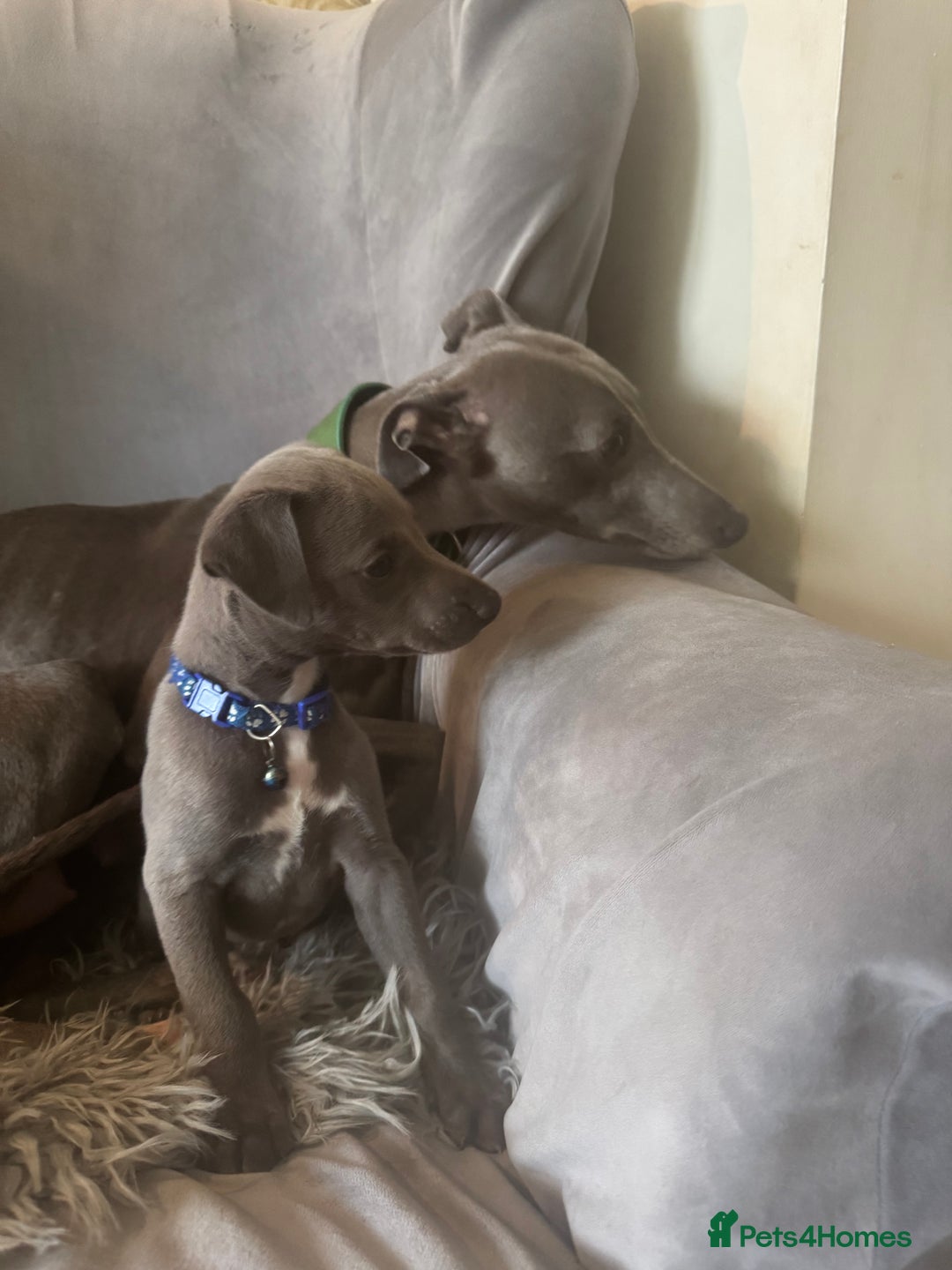 Whippet dogs for sale: Beautiful KC Reg Blue Whippet puppies - Image 30