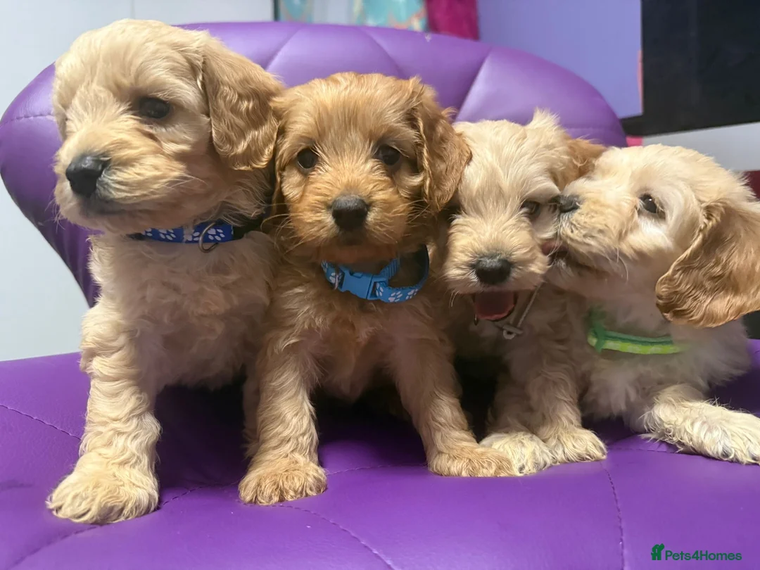 Cockapoo dogs for sale: Beautiful puppies  - Advert 2