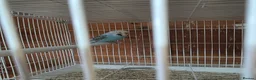 Budgerigars birds for sale: Mixed budgies in Durham - Advert 4