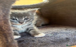 British Shorthair cats for sale: 3 male, 2 female British shorthair - Advert 10