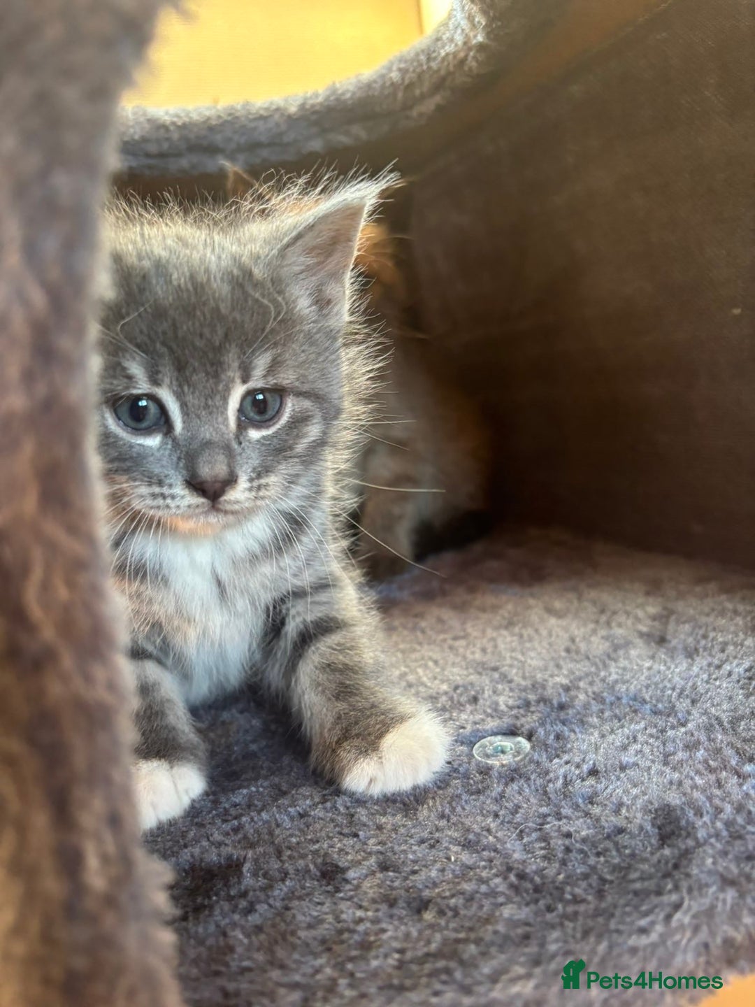 British Shorthair cats for sale: 3 male, 2 female British shorthair - Advert 10