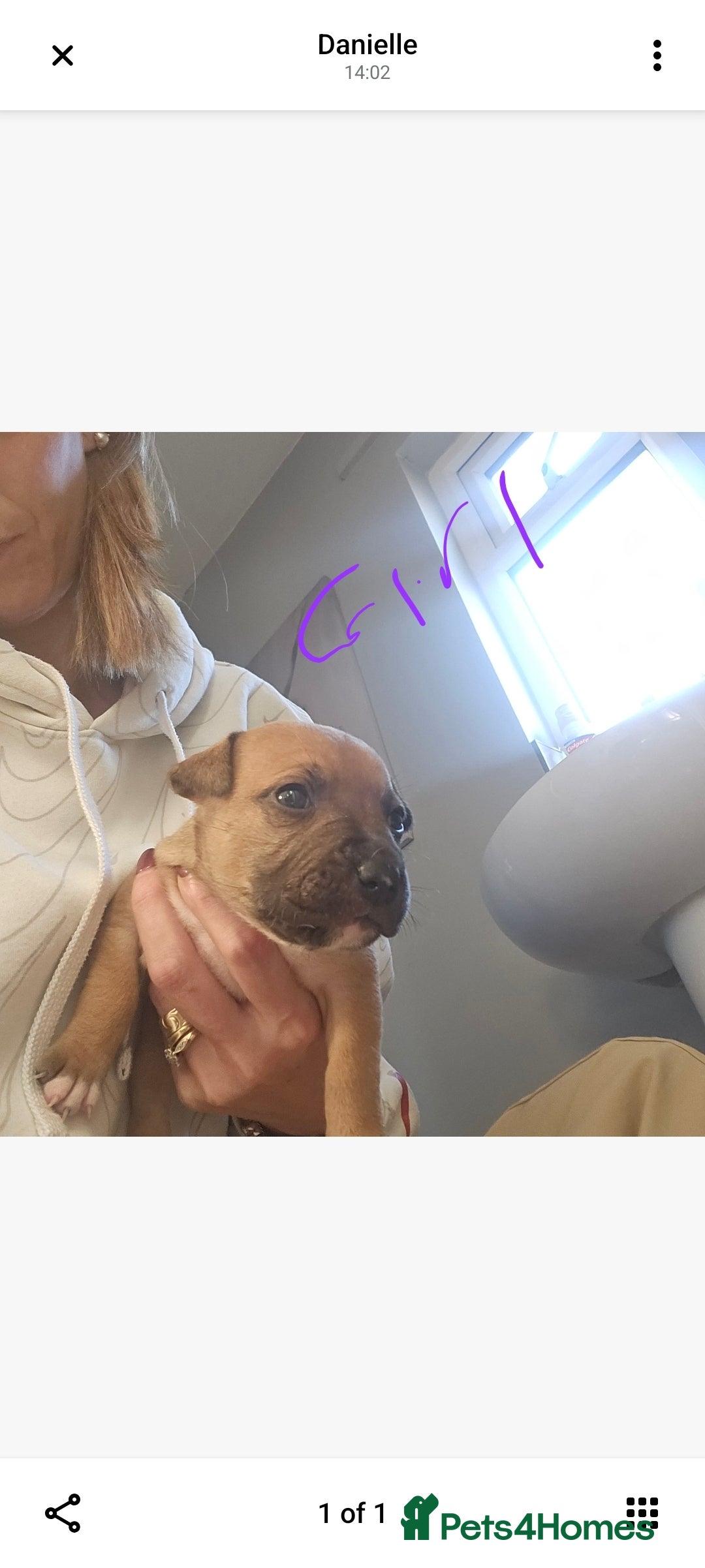 Staffordshire Bull Terrier dogs for sale: Staffy puppies - Advert 4