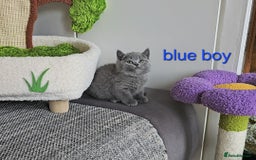 British Shorthair cats for sale: British Shorthair (last girl left) - Image 15