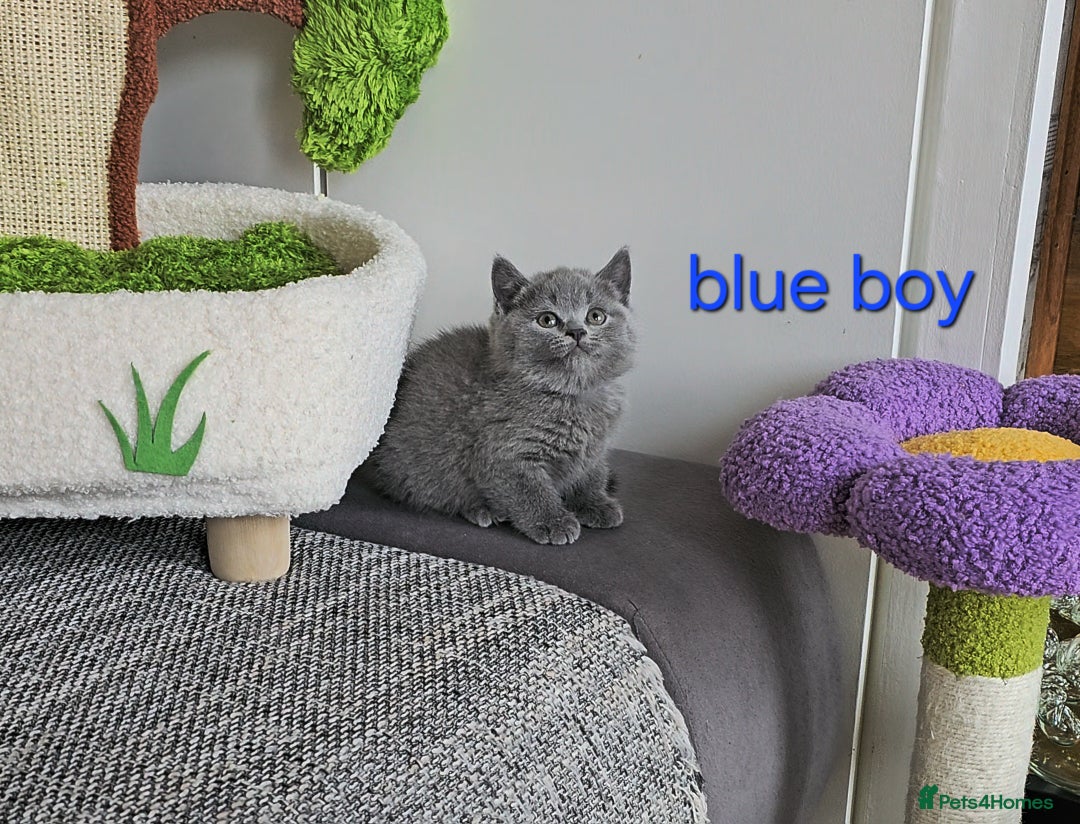 British Shorthair cats for sale: British Shorthair (last girl left) - Image 15