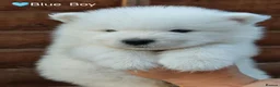 Samoyed dogs for sale: Exceptional pedigree puppies. - Advert 10