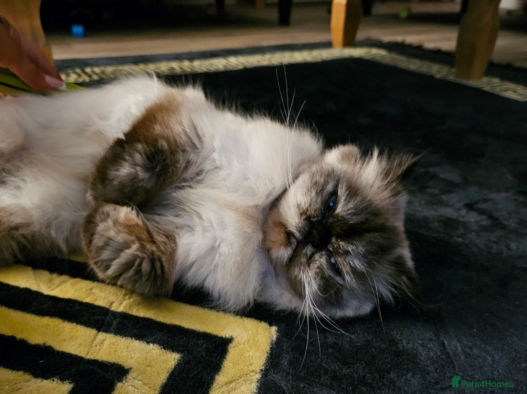 Persian cats for sale: 2x Persian female cats - Image 5