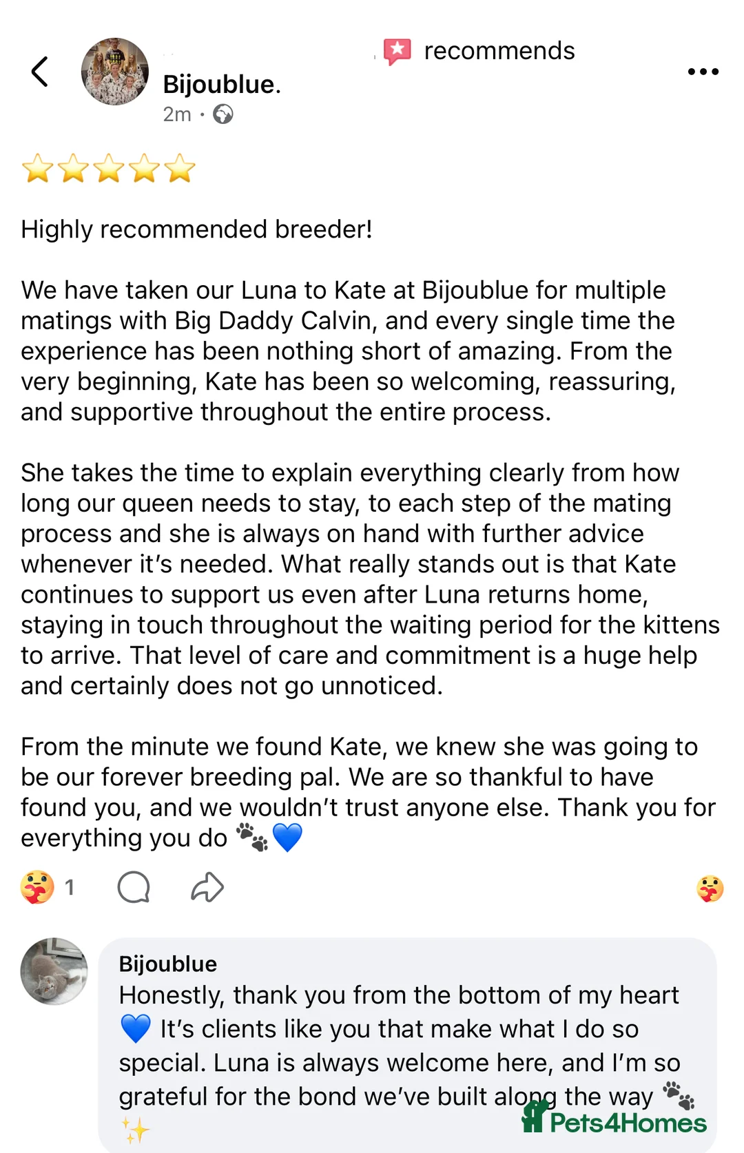 British Shorthair cats for stud: ⭐️ Two Imported Powerhouse Studs ⭐️ in London - Advert 29