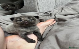 Mixed Breed cats for sale: 4 beautiful grey kittens getting darker  - Image 8