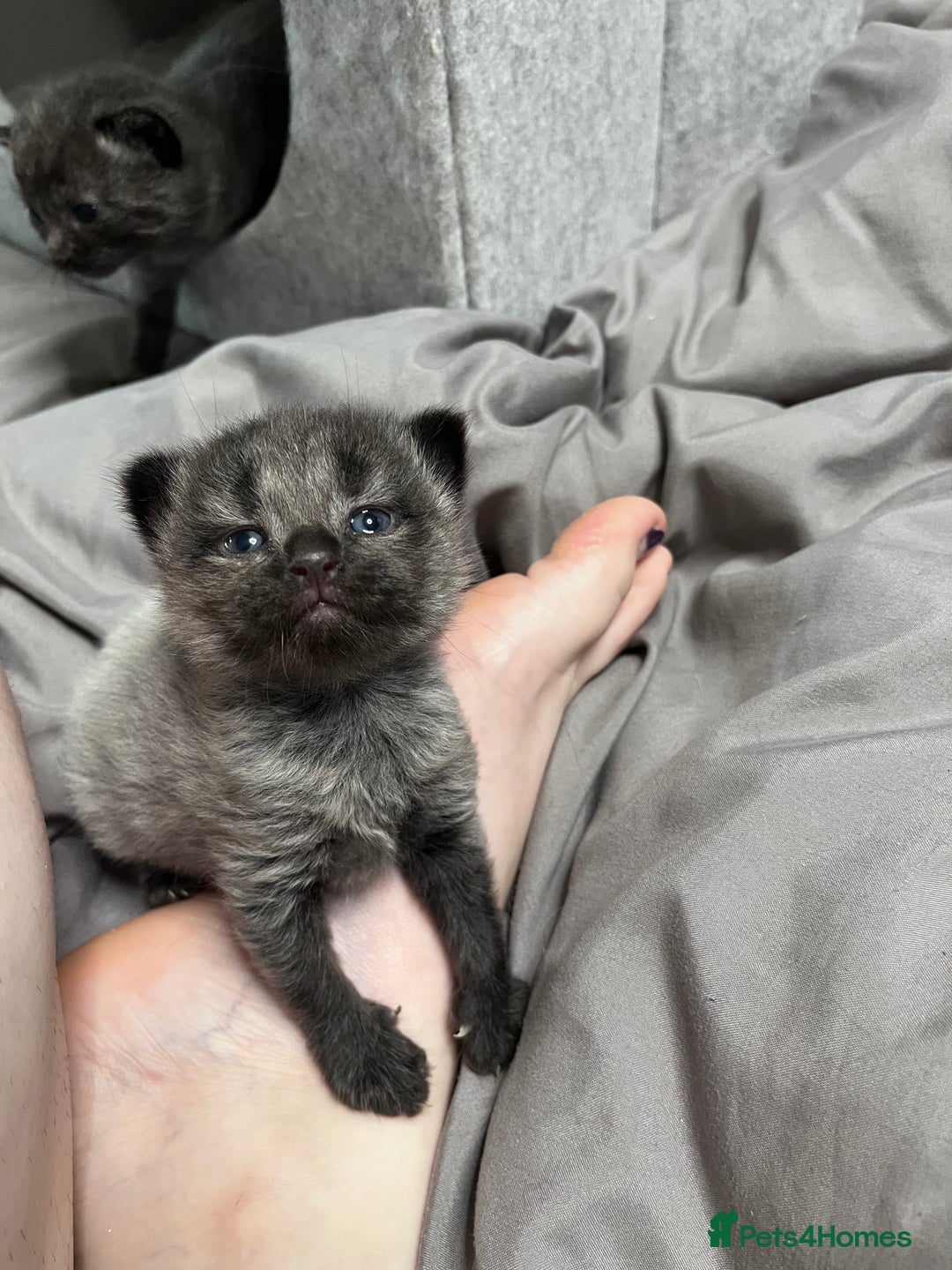 Mixed Breed cats for sale: 4 beautiful grey kittens getting darker  - Image 8