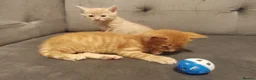 Mixed Breed cats for sale: Adorable kittens are looking for lovely home  - Advert 12