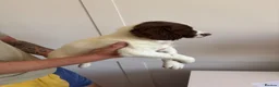 English Springer Spaniel dogs for sale: WORKING PURE SPRINGER SPANIEL PUPPIES  - Advert 8
