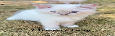 Ragdoll 2