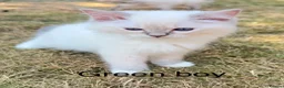 Ragdoll cats for sale: Beautiful Ragdoll in Stourport-on-Severn - Advert 5