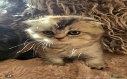 Scottish Fold cats for sale: READY NOW SCOTTISH FOLDS in Southampton - Image 6