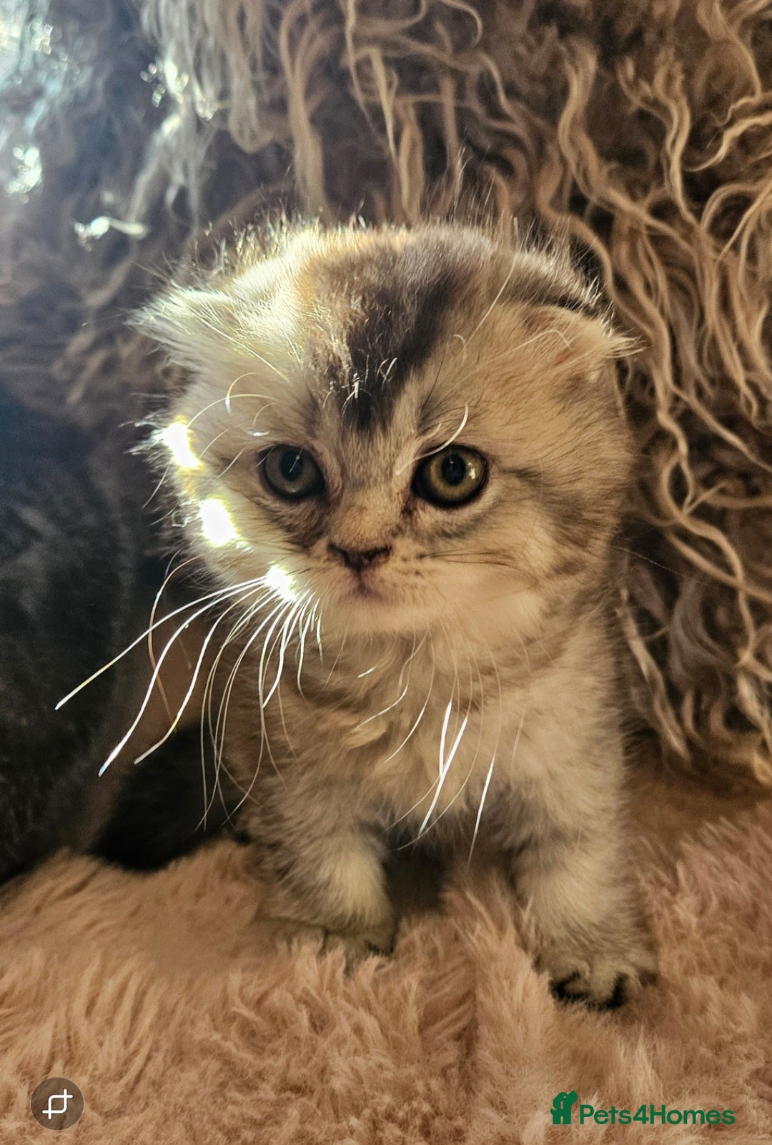 Scottish Fold cats for sale: READY NOW SCOTTISH FOLDS in Southampton - Image 6