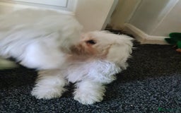 Bichon Frise dogs for sale: 2 Fluffy Bichon Frise puppies looking for a home! - Image 12