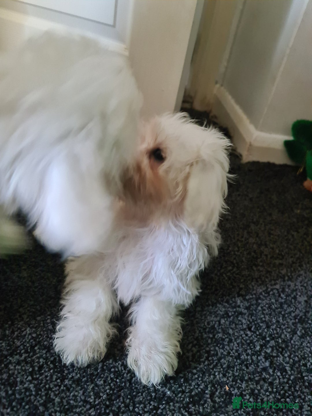Bichon Frise dogs for sale: 2 Fluffy Bichon Frise puppies looking for a home! - Image 12