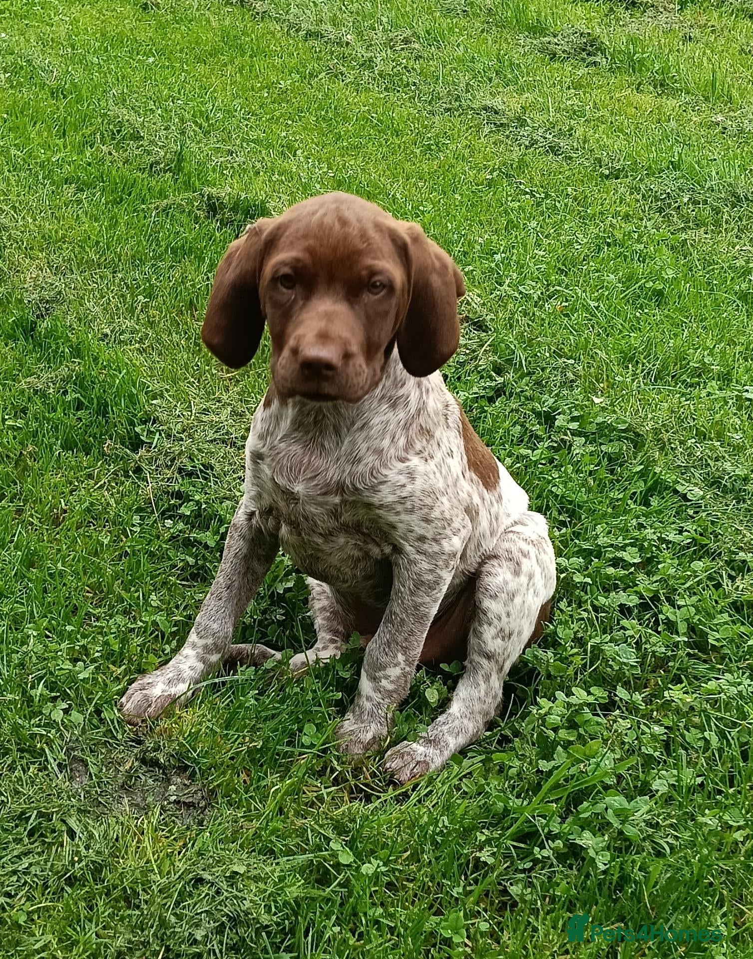 Mixed Breed dogs Pointer x Brittany  - Advert 1