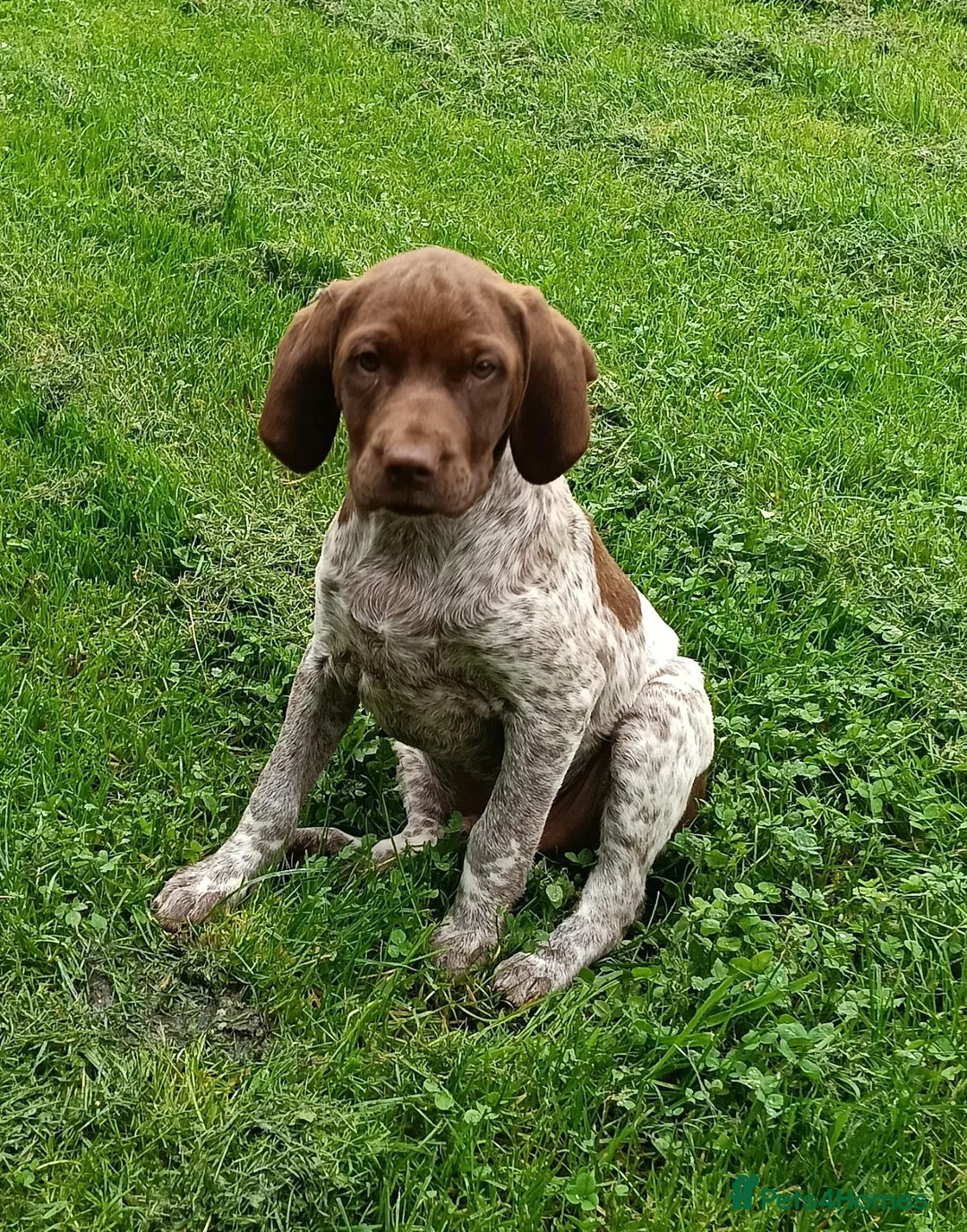 Mixed Breed dogs for sale: Pointer x Brittany  - Advert 1