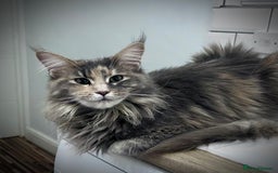 Maine Coon cats for sale: Beautiful full Maine Coon kittens ready now 😻 - Image 25