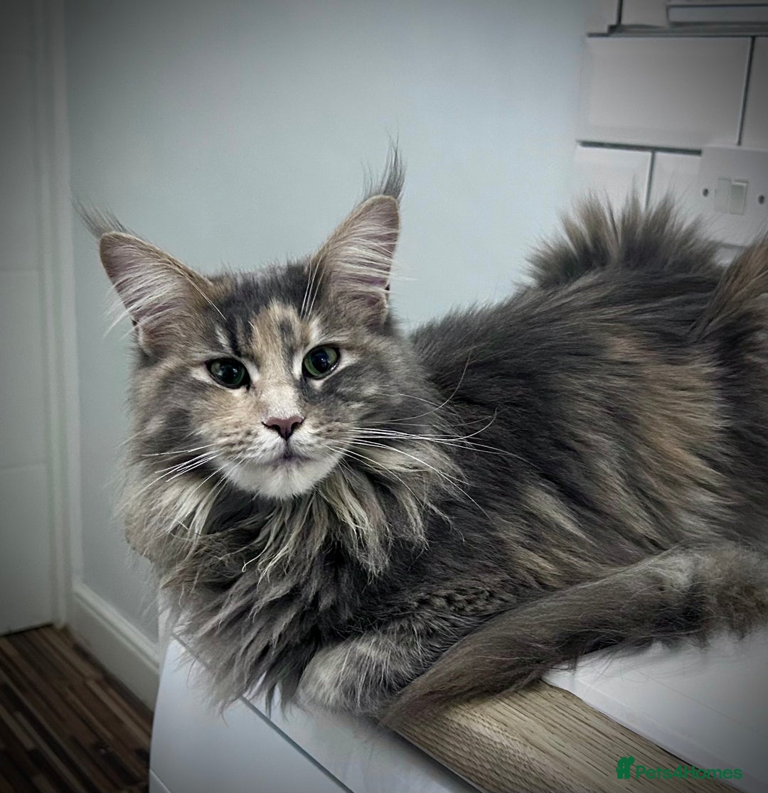 Maine Coon cats for sale: Beautiful full Maine Coon kittens ready now 😻 - Image 25