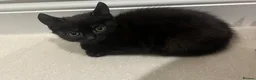 Mixed Breed cats for sale: 😍 3 Adorable Black & Tuxedo Kittens 🐈‍⬛💕 - Advert 13