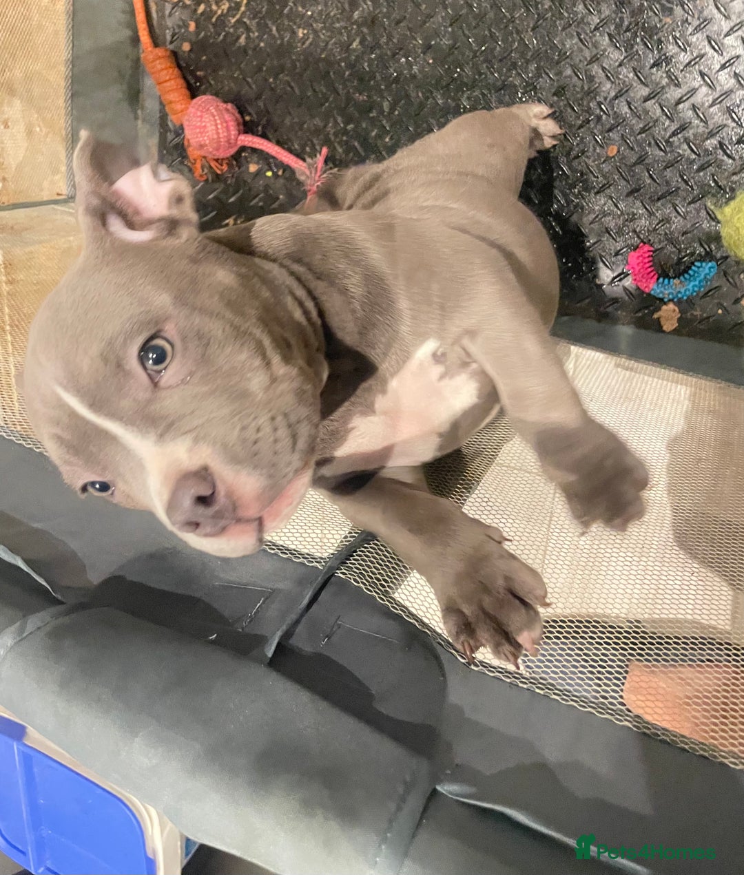 American Bully dogs for sale: pocket bully puppies (top quality) in Frodsham - Image 1