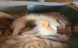 Mini Lion Lop rabbits for sale: Baby rabbits ready now  - Image 5