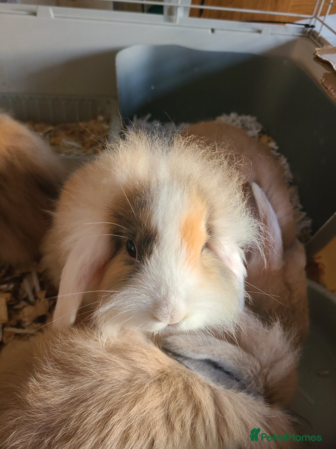 Mini Lion Lop rabbits for sale: Baby rabbits ready now  - Image 5