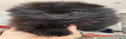 Pomeranian dogs for sale: Gorgeous Pom Puppies  - Advert 26