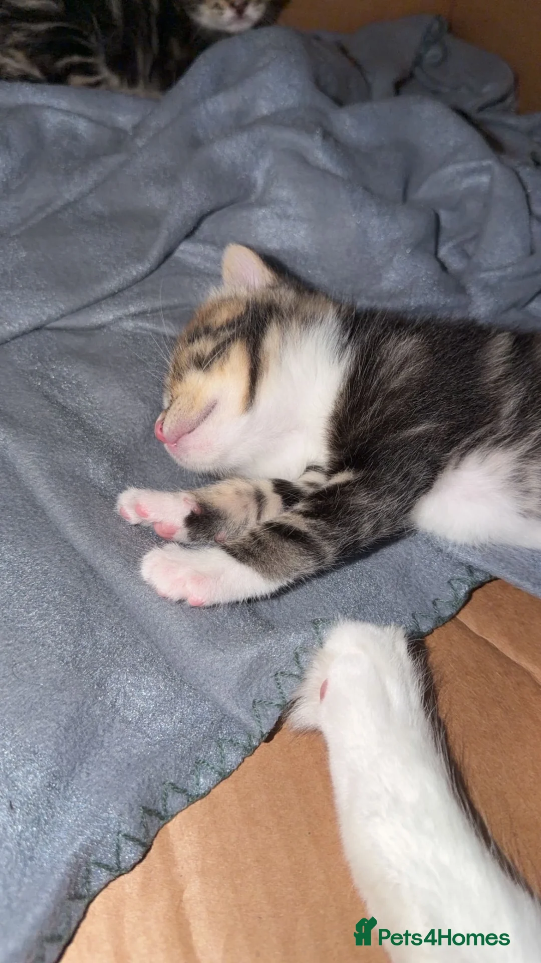 Mixed Breed cats for sale: Male kitten  in Portsmouth - Advert 5