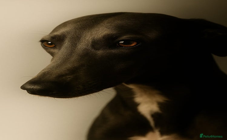 Whippet dogs - Advert 1