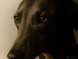 Whippet dogs - Advert 18