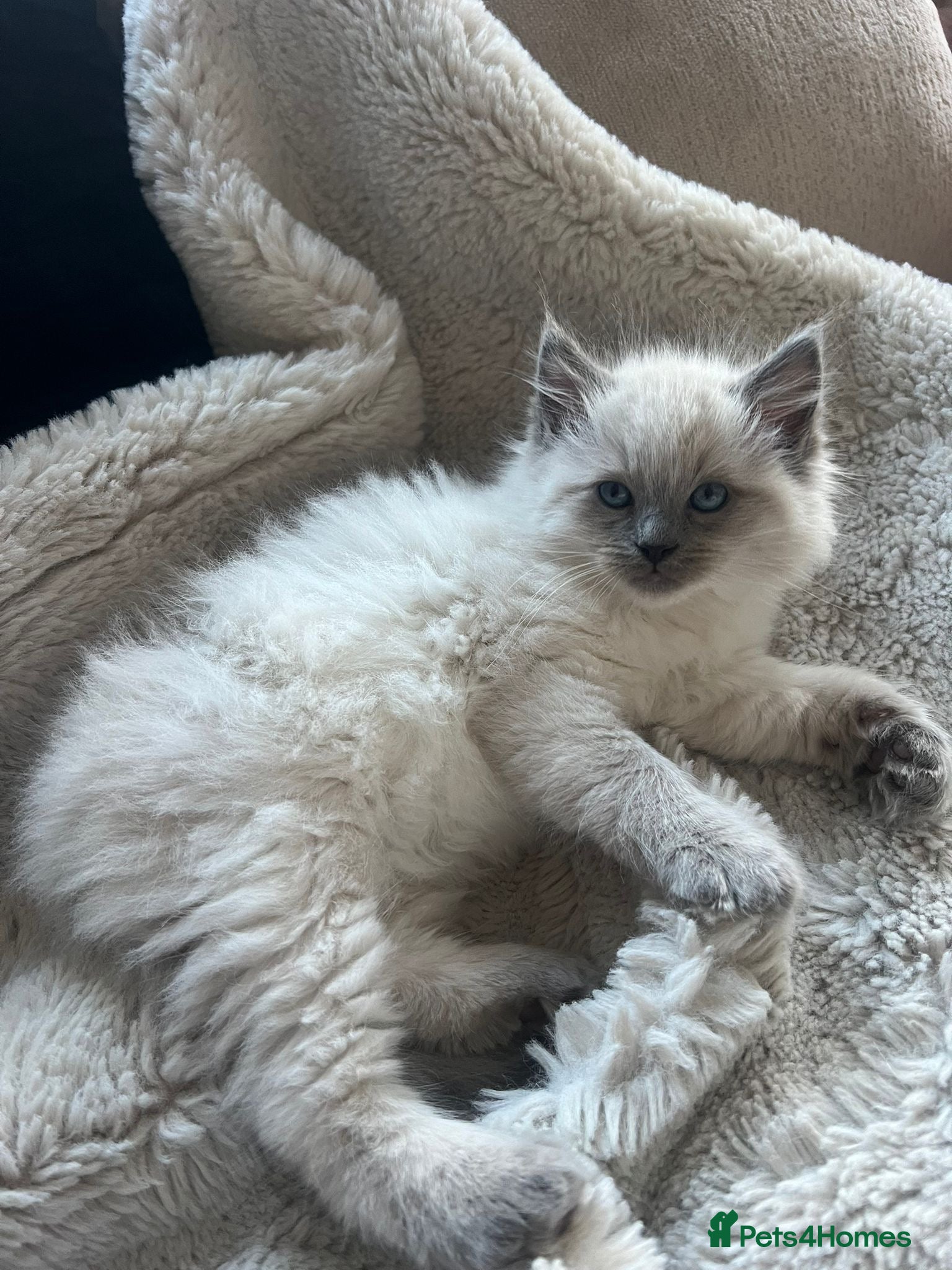 Ragdoll cats Bluepoint Ragdoll Female Kitten  - Advert 1