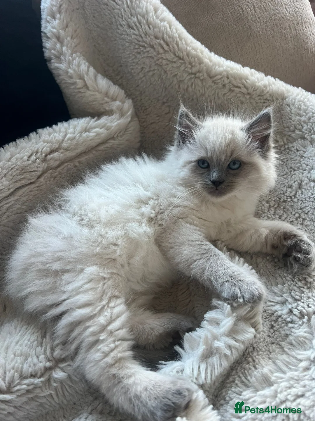 Ragdoll cats for sale: Bluepoint Ragdoll Female Kitten  - Advert 1