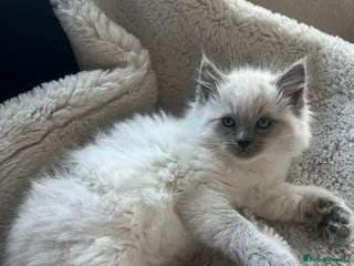 Ragdoll cats Bluepoint Ragdoll Female Kitten - Advert 1