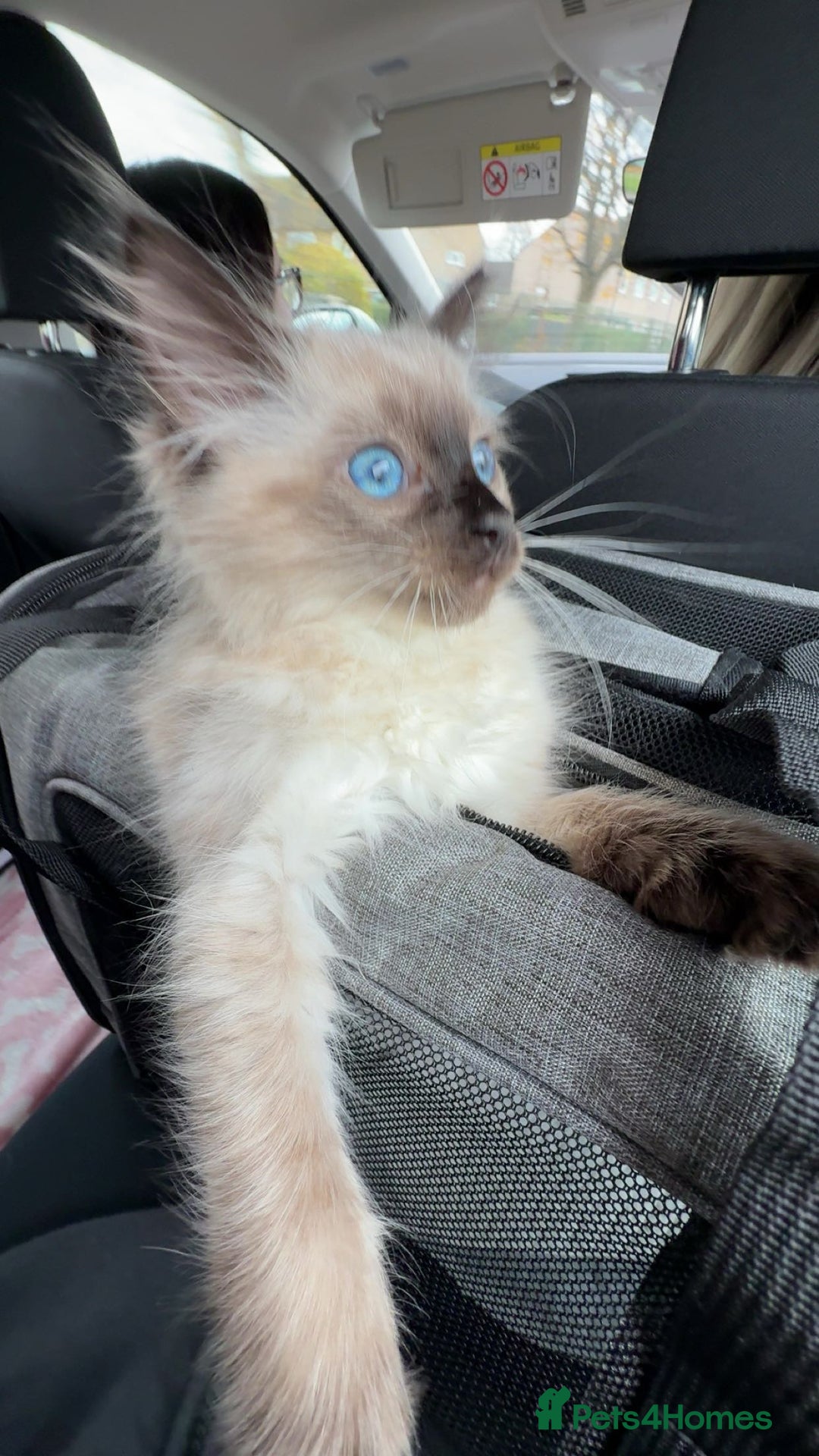 Ragdoll cats for sale: 5 month old ragdoll  - Advert 1