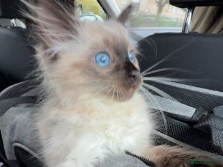 Ragdoll cats 5 month old ragdoll - Advert 1