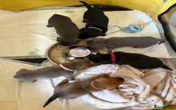 Mixed Breed dogs for sale: French bulldog x daschund - Image 18