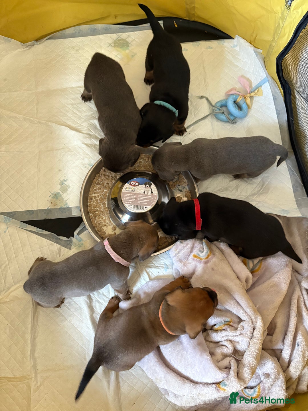 Mixed Breed dogs for sale: French bulldog x daschund - Image 18