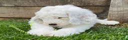 Mixed Breed dogs for sale: Australian Labradoodle Puppies 1 Boy Remaining - Advert 1